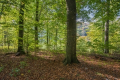 Herbst_1_B1200