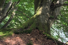 Moosbaum_5_B1200