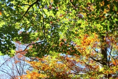 Rosa_Herbstwald_1_B1200