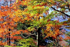 Rosa_Herbstwald_2_B1200